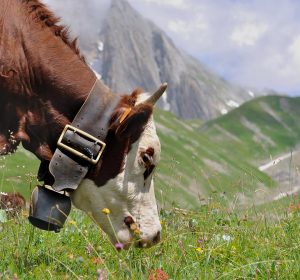 Vache de race Abondance, présente pour la Descente des Alpages à Grenoble