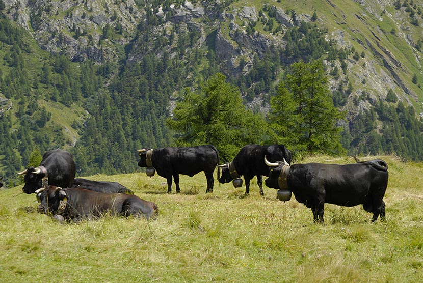 Race : La vache d’Hérens