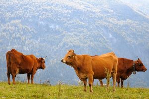 Groupe de Tarine dans un pré, race de vache présente à la Descente des Alpages à Grenoble