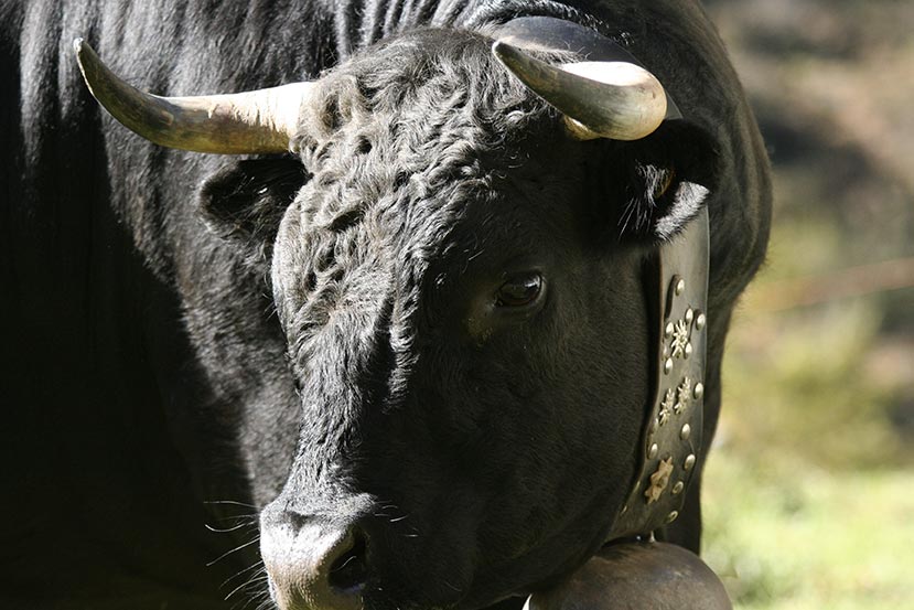 Race : La vache d’Hérens