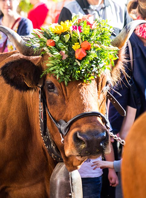 Vache "mascotte" de l'édition de la Descente des Alpages